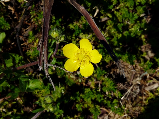 {Ranunculus sardous}
